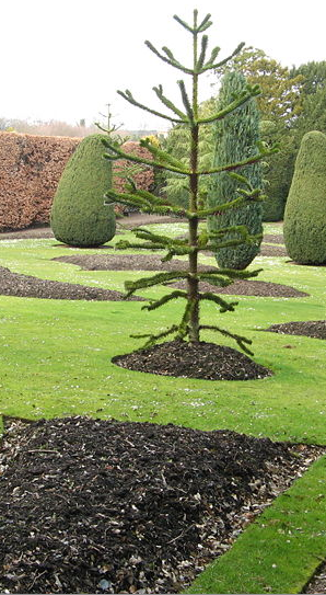 victorian garden